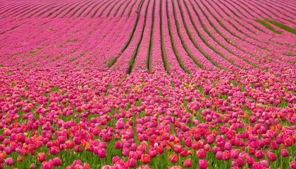 Foto op Canvas Tulip field background © Iuliu