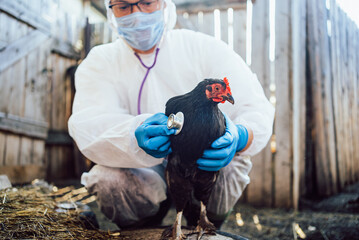 A focused veterinarian in a biohazard suit performs a thorough examination on a hen, ensuring the...