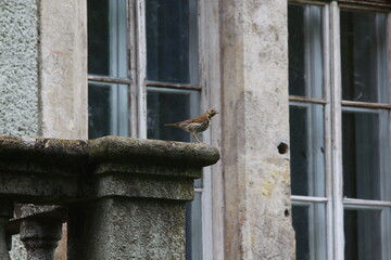 bird on a fence