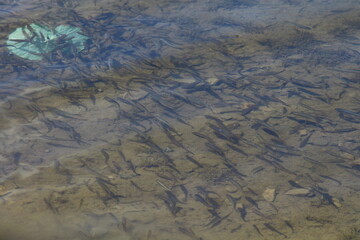 aerial view of the river