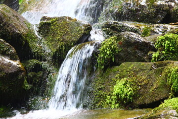 waterfall in the forest