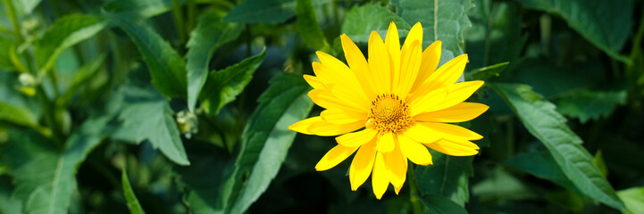 A bright yellow flower in full bloom with detailed petals against a background of green leaves. Natural beauty concept, Women's day, birthday greeting card, postcard. Panoramic banner with copy space