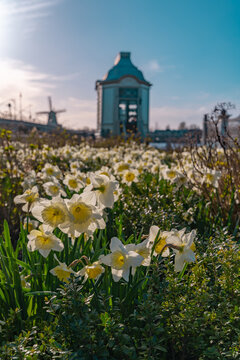 Cultivation of daffodils (Narcissus poeticus) in a beautiful garden of Zaanse Schans museum in sunny day at spring