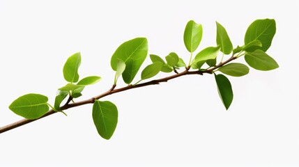 Fototapeta na wymiar Fresh green leaves on a branch against a plain white background. Suitable for nature or environmental concepts