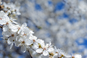 Cherry blossom. Spring garden background. Selective focus