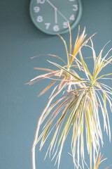 Zimmerpflanze Drachenbaum vor  Blau Grauer Wand mit Wanduhr