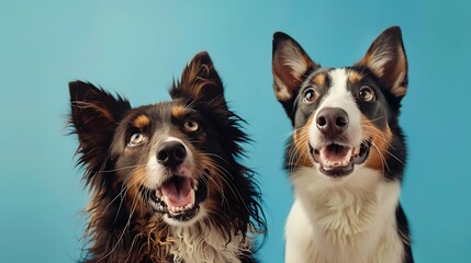tabby cat and border collie dog in front of a blue gradient background - obrazy, fototapety, plakaty