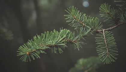 Pine branch, aesthetic nature background