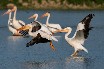 American White Pelican