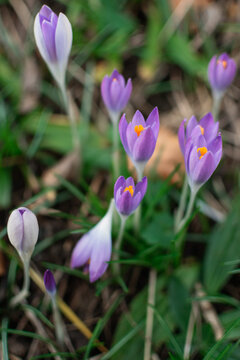 Close up picture of purple crocus flowers in the garden on green background. Beautiful spring flowers, as vertical wallpaper. A symbol of he renewal of life after winter's dormancy