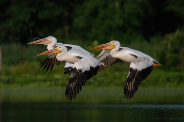 American White Pelican