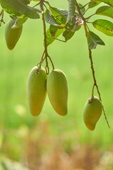 Green mango fruit on the tree in the garden