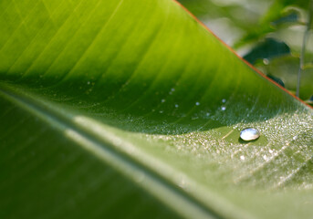 drops on the green banana leaf, purity in nature concept