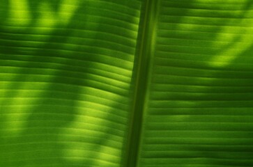 Green banana leaf background with light and shadow