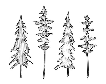 Set of Coniferous Trees. Vector illustration with Pines and Spruce in line art style. Silhouette of forest plants painted by black inks. Engraved of evergreen park on isolated background for icon.