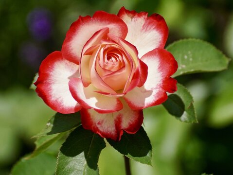 Rose, Bicolored flower, Bicolored rose image