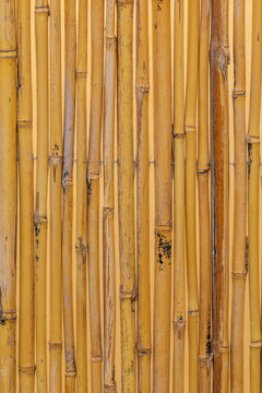 Vertical dry bamboo background