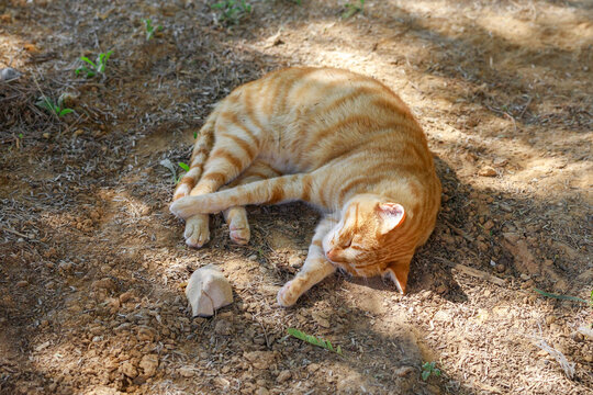 Lonely ginger cat sleep in the desert