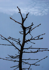 Close up of a bare branch