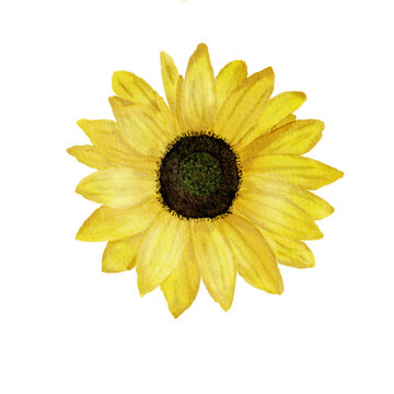 Yellow sunflower isolated on transparent watercolor painting illustration.