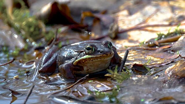A couple of warm days in Mid March and the frogs in this pond think it is Spring and are ready to Mate.  This pond at Pettus Hill Preserve in Windsor in Upstate NY comes alive with frongs.
