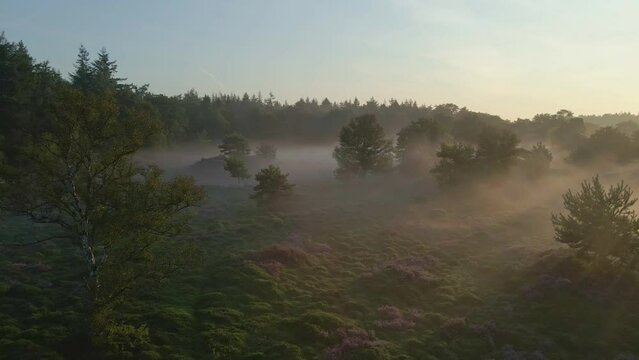 Aerial view of purple heather fields with fog at sunrise, Veluwe, Netherlands