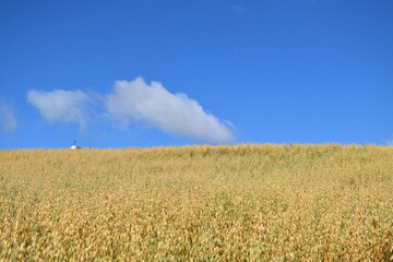 A field of oats under a blue sky, Sainte-Aolline, Québec, Canada