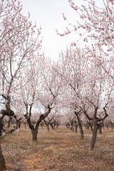 Fototapeta premium almond trees orhard in full bloom in spring. Pastel pink white blossom flowers on branches of tree. Hanami festival - watching blooming.