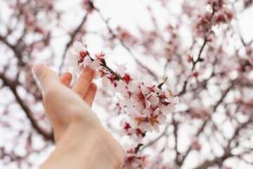 hand holding pastel pink blossoms on almond tree branch closeup. Full bloom of almonds in orchard...