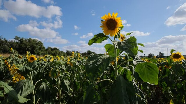 This video showcases a wide field of blooming sunflowers swaying in the wind. Sunflowers are a symbol of happiness and joy, and this video will bring a sense of lightness and cheer to any project.