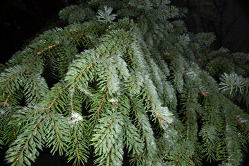 Fir-tree branch covered with snow or ice, evergreen Christmas tree close-up.