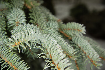 Fir-tree branch covered with snow or ice, evergreen Christmas tree close-up.