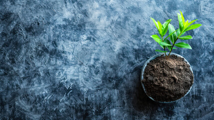 Naklejka premium A growing plant rooted in soil contained within a transparent sphere, placed on a slate backdrop, has ample space symbolizing potential and new beginnings