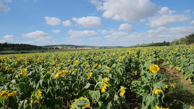 This video showcases a wide field of blooming sunflowers swaying in the wind. Sunflowers are a symbol of happiness and joy, and this video will bring a sense of lightness and cheer to any project.