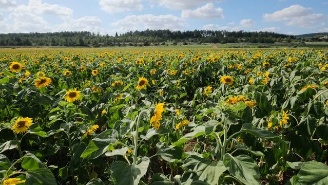 This video showcases a wide field of blooming sunflowers swaying in the wind. Sunflowers are a symbol of happiness and joy, and this video will bring a sense of lightness and cheer to any project.