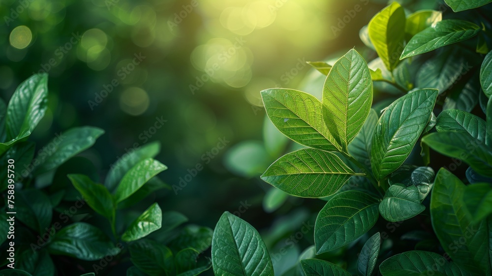 Poster An idyllic view of a green leaf on a blurred background of greenery in a garden with sunlight, using as a background natural green plants landscape, eco-friendly, fresh wallpaper concept.