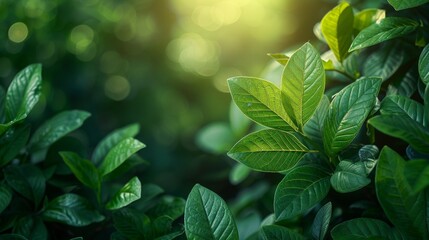 An idyllic view of a green leaf on a blurred background of greenery in a garden with sunlight, using as a background natural green plants landscape, eco-friendly, fresh wallpaper concept. - obrazy, fototapety, plakaty
