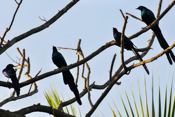 Choucadors à longue queue perchés dans un arbre