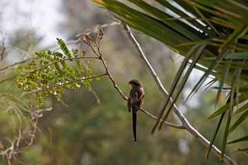 Corvinelle à bec jaune