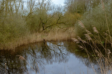 swamp with reed and bare trees reflecting in the water in Bourgoyen nature reserve, Ghent, Flanders, Belgium