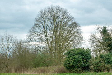 bare multi-stemmed ash tree and green shrubs in the flemish countryside - Fraxinus excelsior