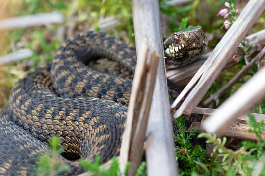 A British Adder photographed in it's natural heathland habitat.