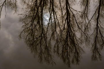 cloudy sky with pale sun shining through and bare tree silhouettes reflecting in the water of a pool in Bourgoyen nature reserve, Ghent, Flanders, Belgium