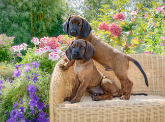 Two young Bavarian Mountain Hound dog puppies, 8 weeks old, posing together playfully on a small wicker bench in a flowering garden, Germany