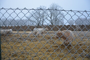 Zaun am Tiergehege