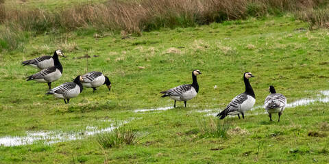 foraging, migratory, migration, marshland, marsh, black, white, grey, birds, belgium, flanders, ghent, reserve, bourgoyen, wetlands, field, fing, fowl, shorebird, prairie, wetland, wing, nature, grass