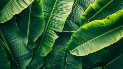 Detailed Botanical Background, closeup, banana leaves, tropical, nature