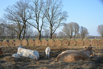 Mutterkühe mit Kalb