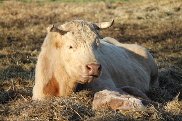 Mutterkühe mit Kalb