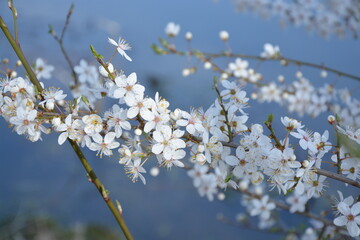 Blüte der Schlehe